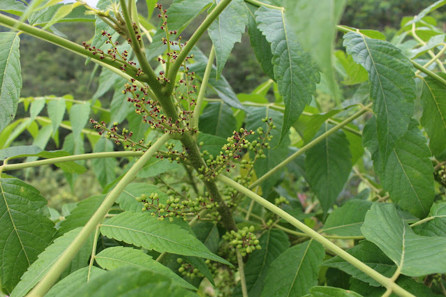 Бруцея яванская / Сумах яванский (Brucea javanica, =Rhus javanica)