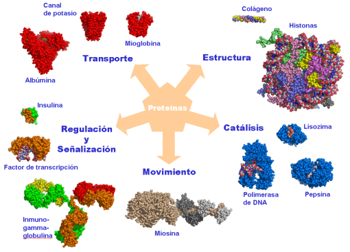 ☮PROTEINAS☮: CLASIFICACION DE LAS PROTEINAS