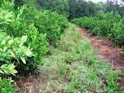 Spirit Of Place South Carolina: Grow Oranges, Lemons and Grapefruit right in . (citrus grove south carolina)