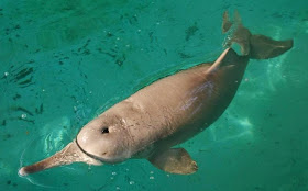 Baiji dolphin