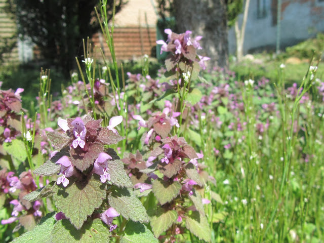 Fiori di Primavera