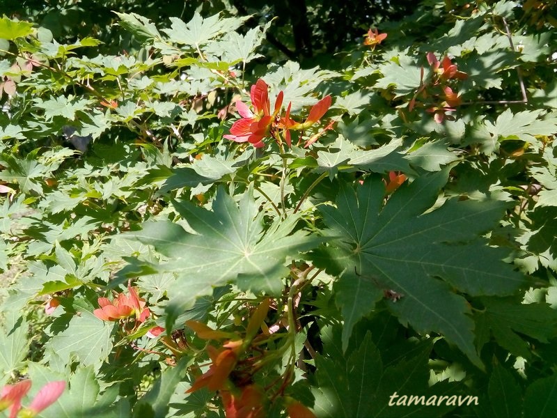 Клён ложнозибольдов (Acer pseudosieboldianum)