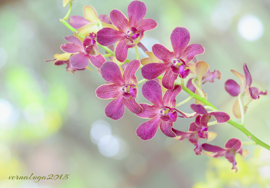 Orchid, Floral Photography by Verna Luga