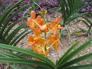 Orchids, National Orchid Garden, Singapore