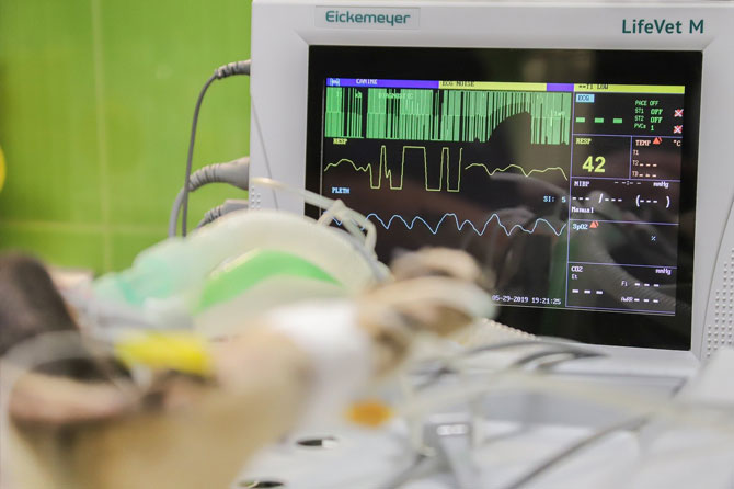 Tratamiento del parvovirus en perros:  El tratamiento de la parvovirosis generalmente implica hospitalización y cuidados intensivos. A continuación, se describen algunas medidas comunes que suelen llevarse a cabo:   Fluidoterapia: La deshidratación es un riesgo significativo debido a los vómitos y la diarrea severa asociados con el parvovirus. La administración de fluidos intravenosos es esencial para mantener la hidratación y el equilibrio electrolítico del perro. Medicación: Los perros con parvovirus pueden recibir medicamentos para controlar los vómitos y la diarrea, así como para aliviar el dolor y combatir infecciones secundarias.   Nutrición: Durante el tratamiento, el perro puede necesitar soporte nutricional, y a veces, se utilizan tubos de alimentación para asegurar que reciba los nutrientes necesarios.  Aislamiento: Los perros con parvovirus deben estar aislados para evitar la propagación de la enfermedad a otros perros. El virus se transmite a través de las heces infectadas y es altamente contagioso.