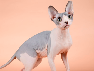 gato sphynx, sphynx, gato esfinge,esfinge, razas de gatos