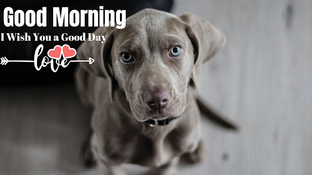 Good morning images with Dog, Good Morning Animals image