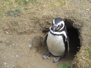 Los Pingüinos Natural Monument - Punta Arenas Chile