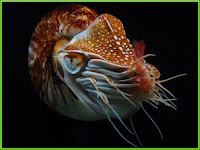 Nautilus Pictures Nautilidae