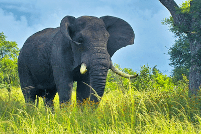 india wildlife tours