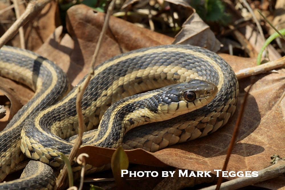 Garden Snakes Are Dangerous Joke Fasci Garden