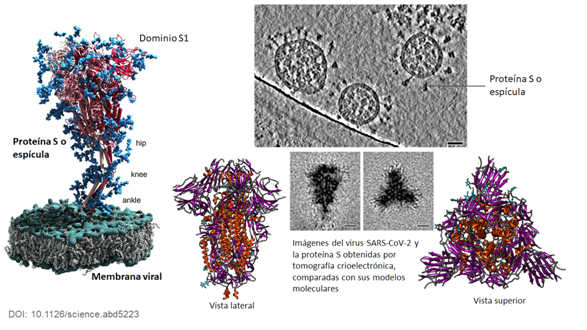 aliadosdelvirus.blogspot.com