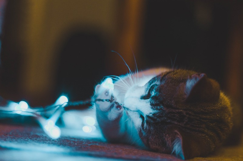 Cat playing with lights