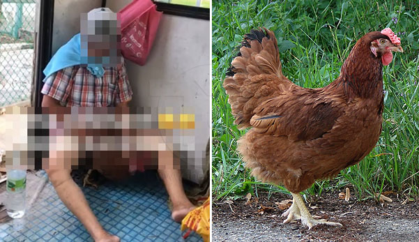 'Dasar atok nafsu binatang!' - Viral pula video lelaki tua 'ratah' ayam betina