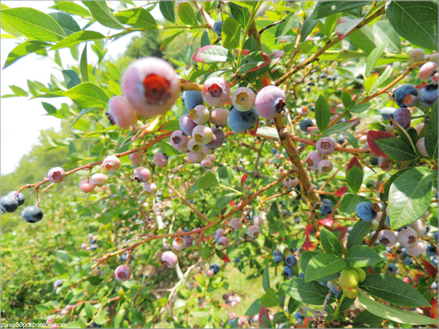 Cider Hill Farm: Plantación de Arándanos 