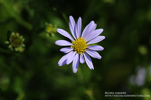 Digital Flower Pictures.com: Blue Star Japanese Aster