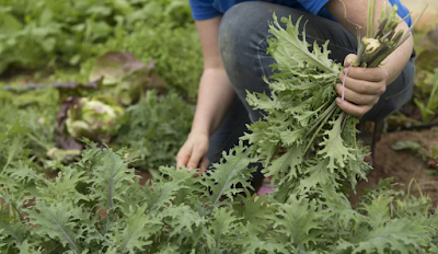 Tips for dyrking arugula Plants