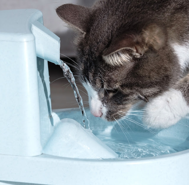 Нужен ли моей кошке фонтан с водой? Nuzhen li moei koshke fontan s vodoi