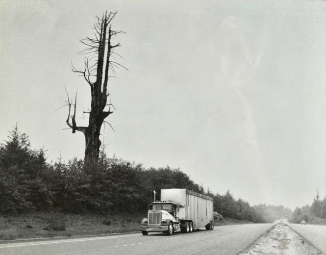 Tree and Truck Trinidad, CA