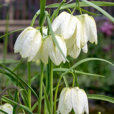 패모(Fritillaria meleagris) 꽃 패모(Fritillaria meleagris) 꽃