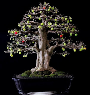 Tanaman Bonsai Buah-Buahan