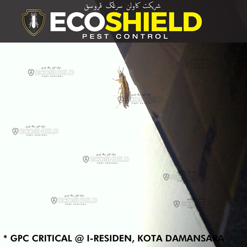 Eco Shield Pest Control Malaysia - General Pest Control