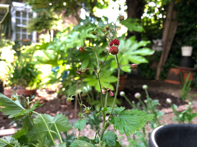 Wild strawberries among greenery in urban garden