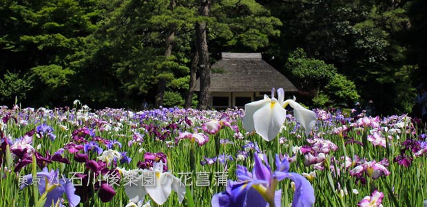 小石川後楽園の花菖蒲