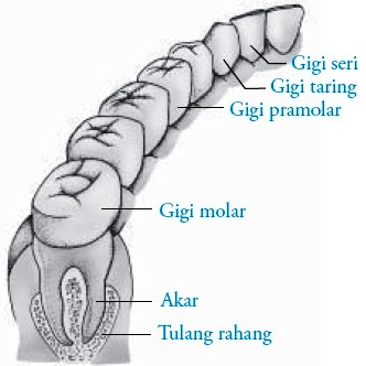 susunan gigi dewasa dengan susunan gigi balita Jelaskan 