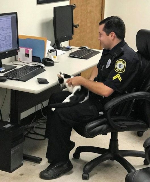 A-stray-kitten-sneaks-into-a-police-station-and-chooses-an-officer-as-her-new-family-cats-stories