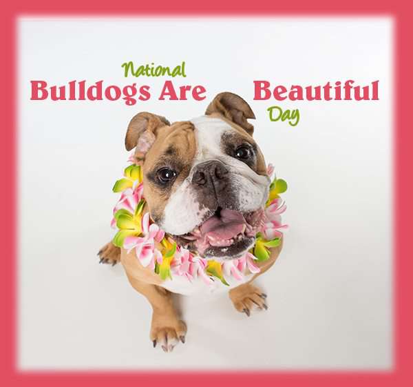 National Bulldogs Are Beautiful Day Wishes Images download