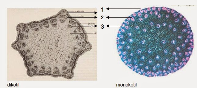  Gambar  Perbedaan antara batang dikotil  dan  monokotil