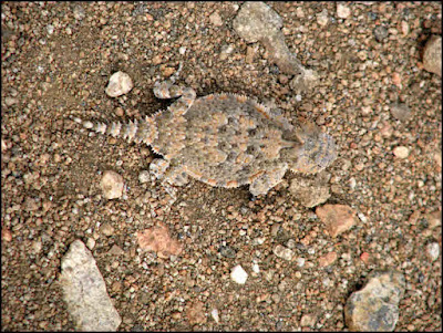 Joshua Tree National Park,horned lizard,desert,Mojave,horny toad