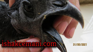 Ayam Cemani Lidah Hitam