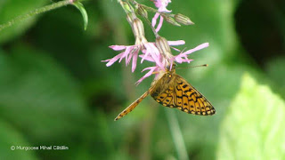 Boloria (Clossiana) selene DSC172932