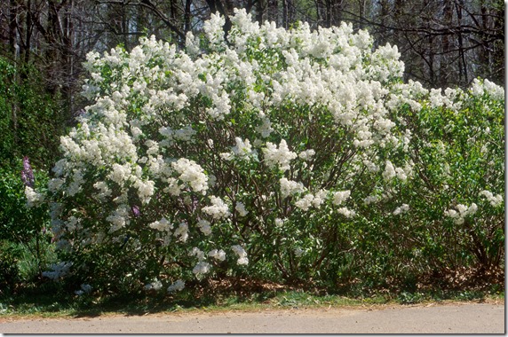 Betsy_Ross_Lilac_Large_Image[1]