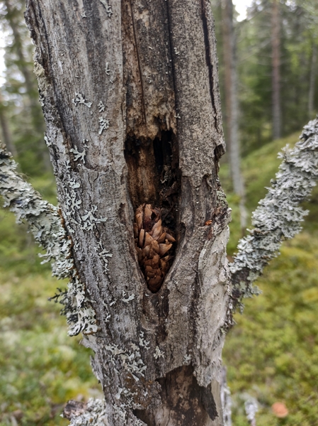 brøgåsen rundt sokna