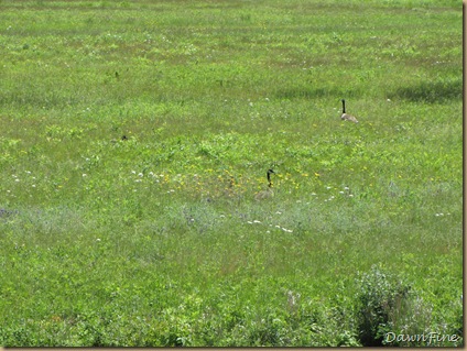 Birders who Blog, Tweet and Chirp_20090613_081