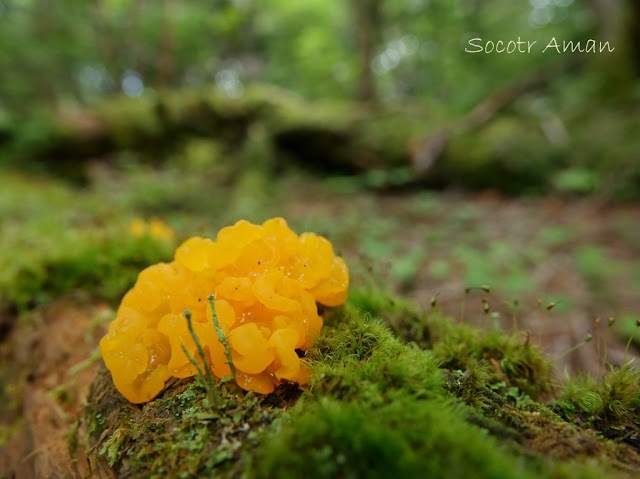 Tremella mesenterica