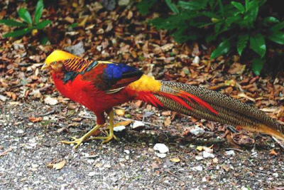 Info Unik dan Menarik: 10 gambar burung tercantik di dunia 