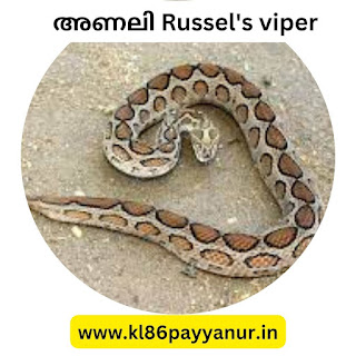അണലി (Russel's Viper)