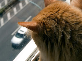 Agar kucing merasa nyaman berada di dalam mobil