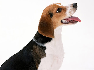 Artois Hound Dog Picture