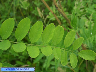 Robinier - Faux acacia - Robinia pseudoacacia