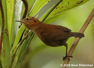 Mountain Wren