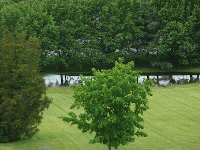 ducks on temporary pond