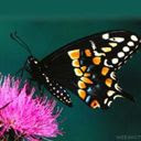 Leptir na cvijetu download besplatne pozadine slike za mobitele