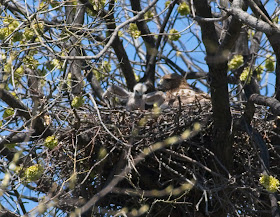 Tompkins Square red-tail chick