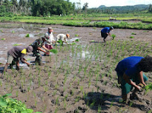 Percepat Masa Tanam, Babinsa Bantu Petani Tanam Padi 