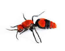 The Velvet Ant - aka Cow Killer - Don't ever touch one of these!